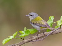 A2Z3648c  Tennessee Warbler (Oreothlypis peregrina) - male